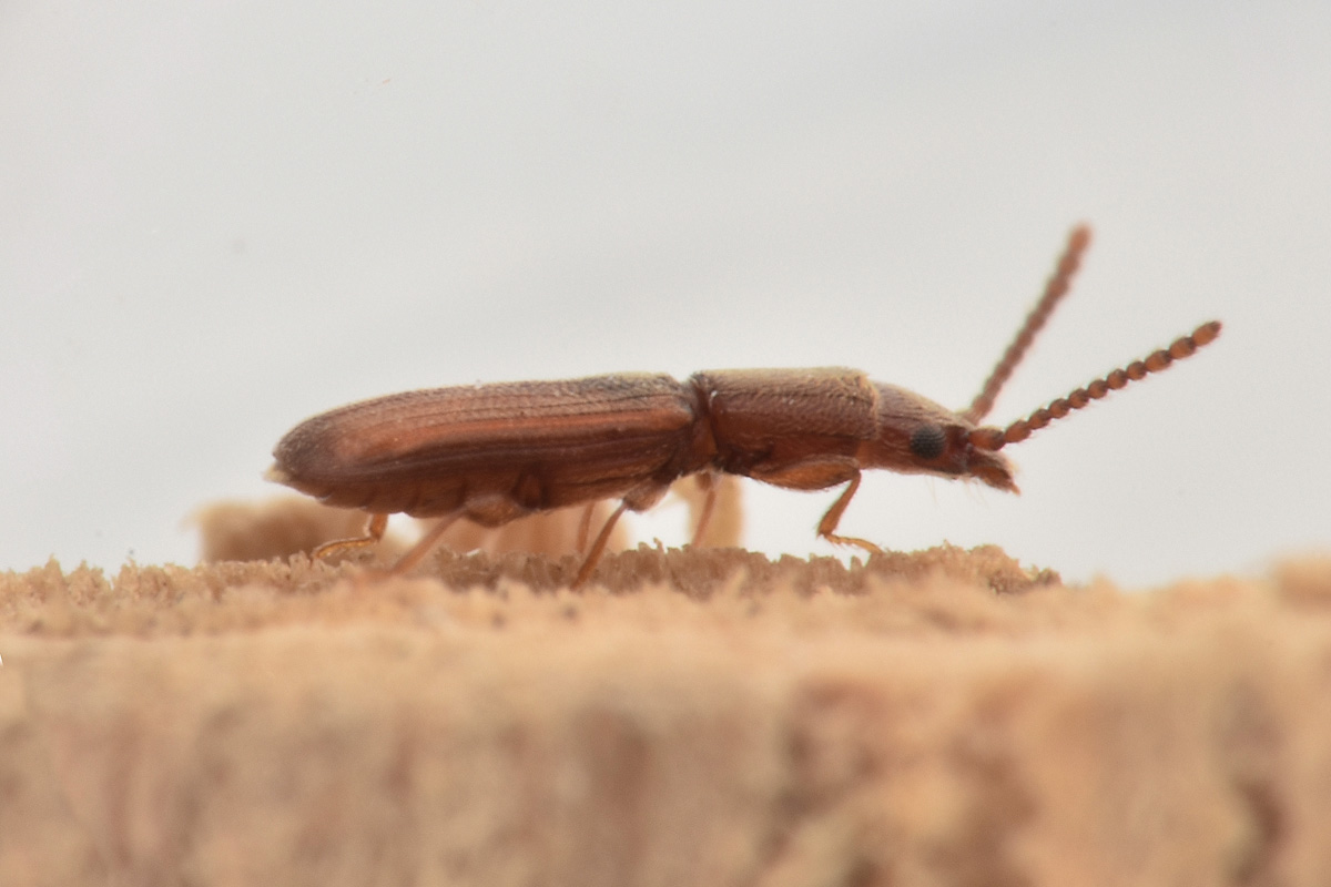 Laemophloeidae: Cryptolestes ferrugineus? S !